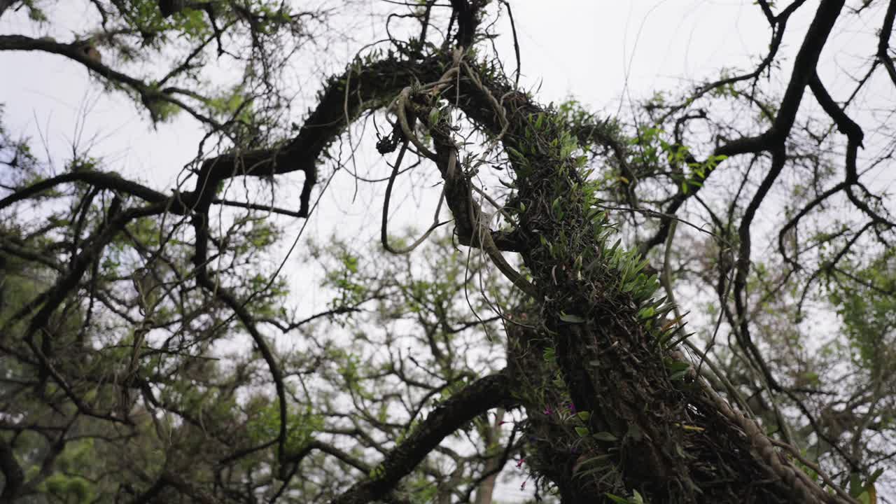 Low angle shot of a gnarled tree in the Paraná Delta, Argentina, wrapped in vines and epiphytes including Tillandsia species, showing lush subtropical vegetation under a cloudy sky