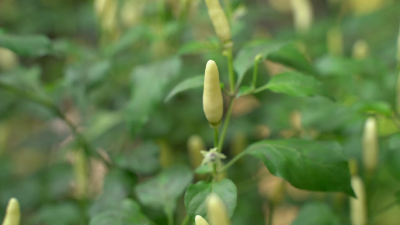 fruta de chile de diferentes colores en el árbol