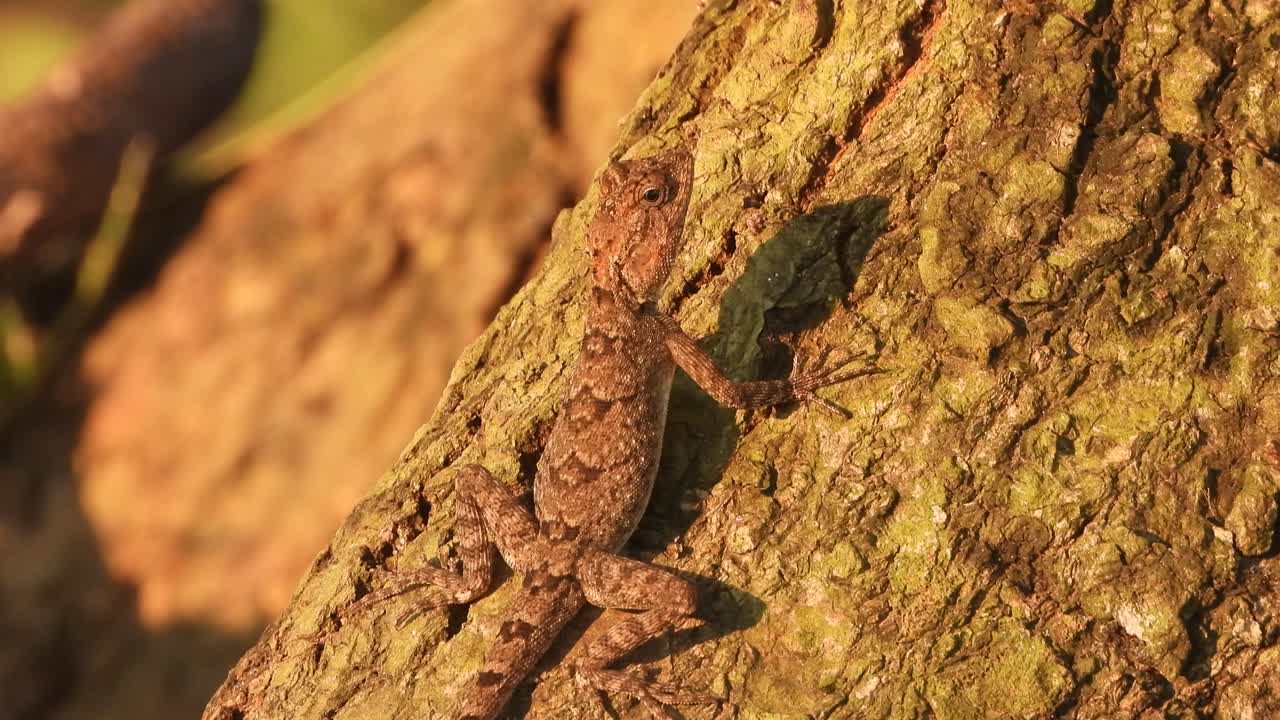 lagarto en la madera - relajante - ojos