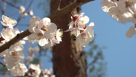 Biene-Und-Weiße-Aprikosenblüte-Hautnah