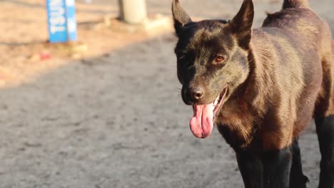 perro negro con la lengua fuera, mirando juguetón