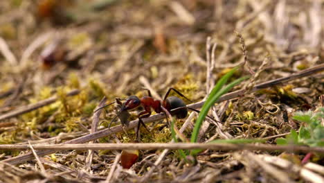 macro photo d'une fourmi charpentière rouge transportant de la nourriture dans un lit d'herbe séchée