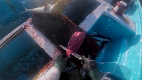 anglers fillet fish inside fishing boat, pov artisanal fishing for local food