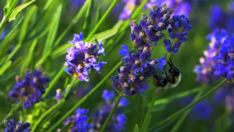 small levender flowers being blowned by light breeze and bumblebee flying around and taking nectar for honey produce