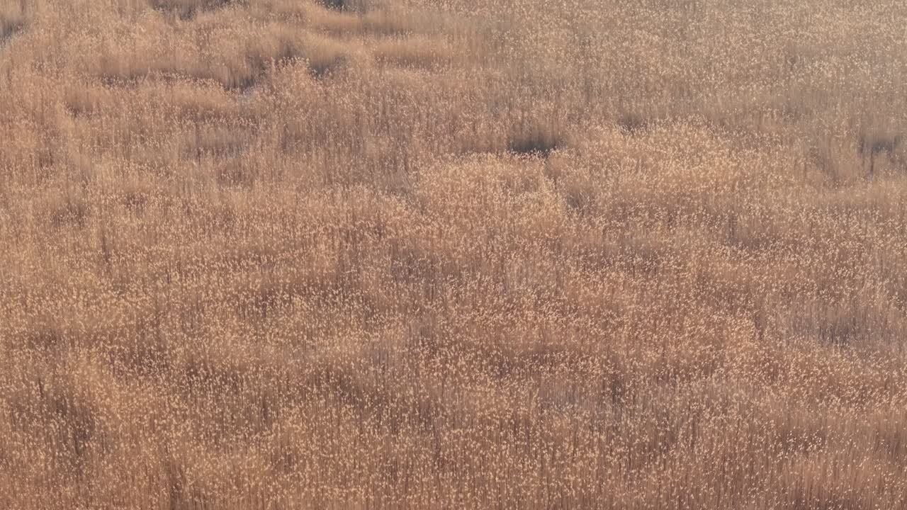 A wide expanse of tall golden grass gently sways in soft natural light. The uniform texture and warm tones create a calm, serene atmosphere reminiscent of late autumn or early winter