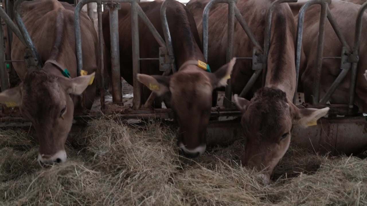 Una mucca marrone esce da una stazione di alimentazione automatica per concentrati in una stalla, poi si dirige verso la barriera per mangiare il fieno, con altri bovini che si nutrono accanto. Routine di alimentazione quotidiana e zootecnia in un allevamento.