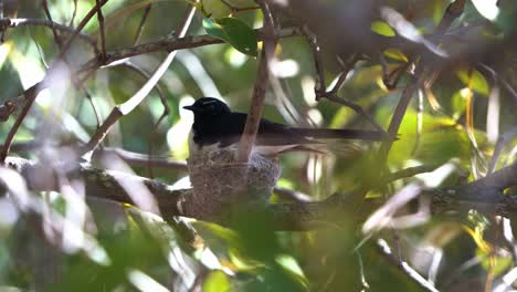 Protective-mother-willie-wagtail,-rhipidura-leucophrys-brooding-and-incubating-its-offsprings-in-the-nest-on-a-tree-branch-during-breeding-season-at-Boondall-wetlands-environment,-close-up-shot