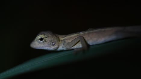 el lagarto de jardín oriental también se llama lagarto de jardín oriental, chupasangre y lagarto cambiable