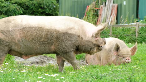 pig sniffing soil farming agriculture concept