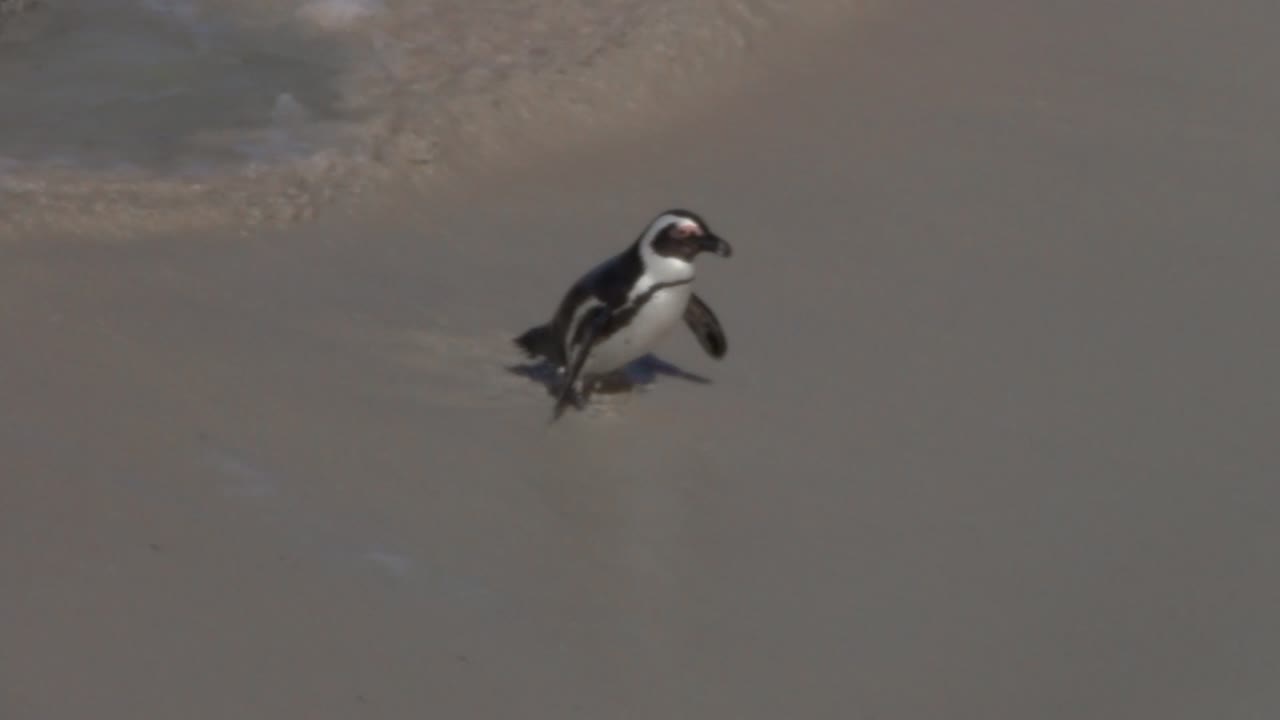 African Penguin Swimming and Walking on the Beach