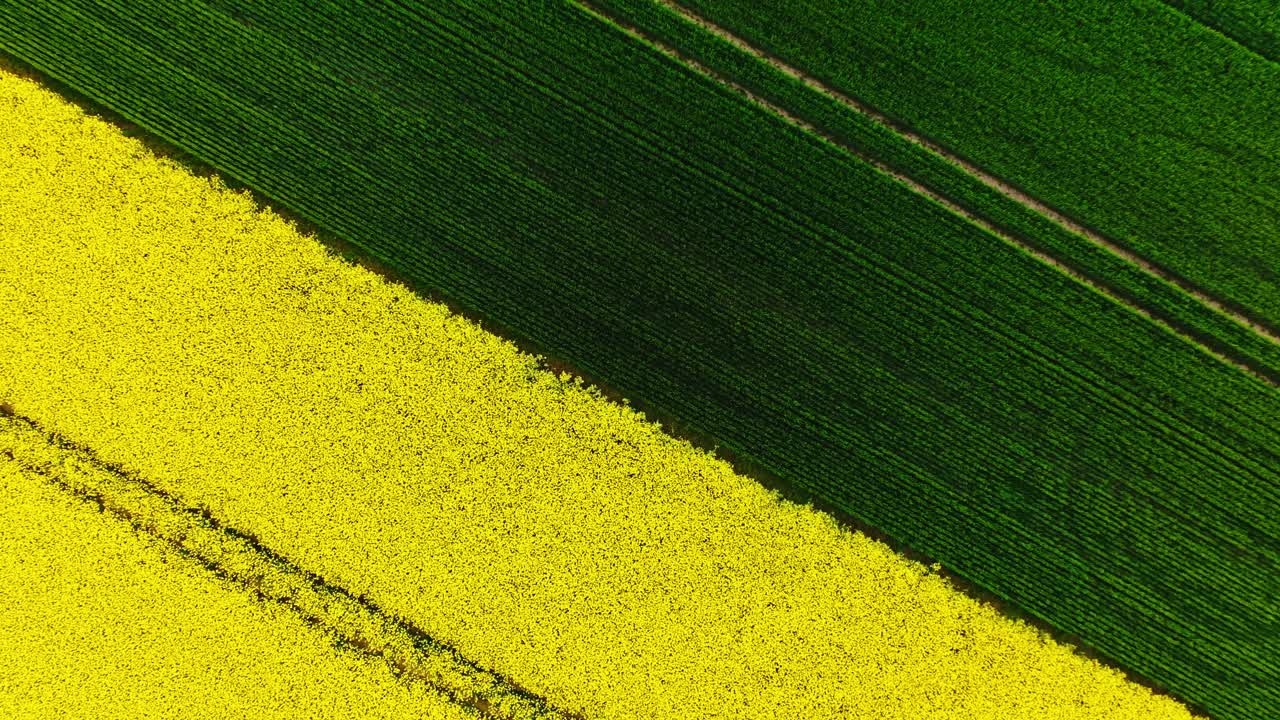 Cinematic diagonal top-down drone view showing rapeseed and crop symmetry