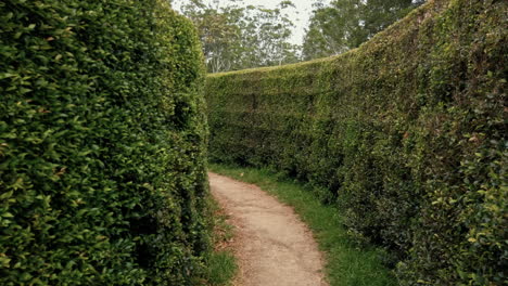 Wandern-An-Der-Schmalen-Passage-Zwischen-Vertikalen-Hecken-Im-Bago-Labyrinth-Und-Weingut-In-Wauchope,-NSW,-Australien