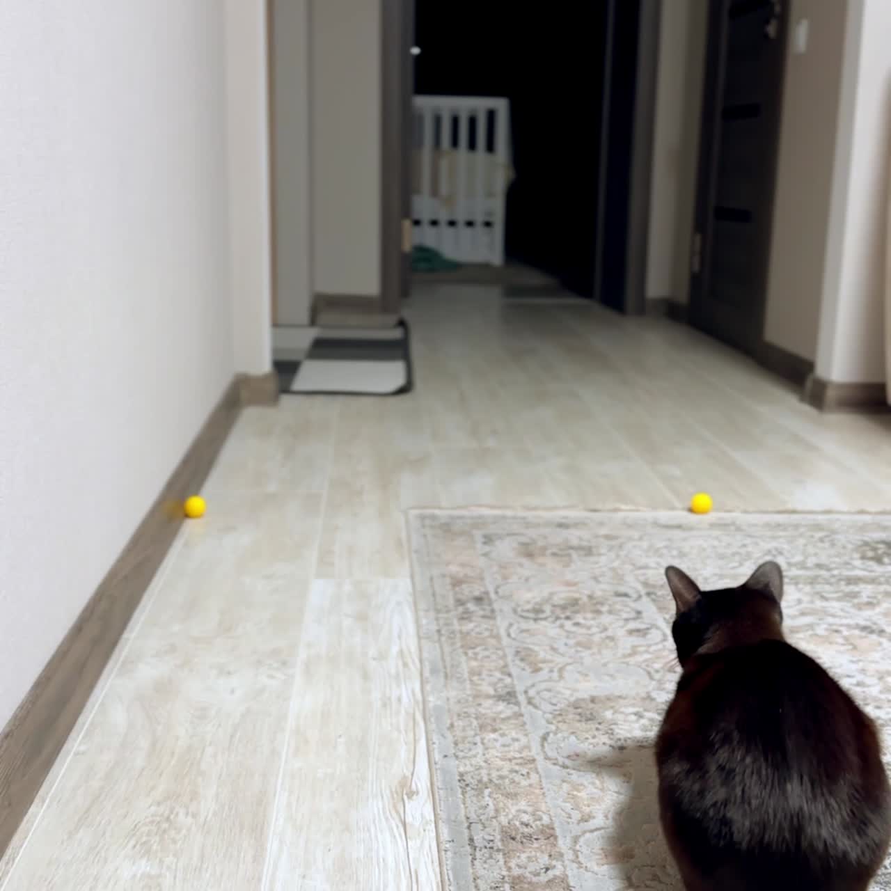 Black shiny domestic cat sitting on the carpet in the room. Adorable happy baby boy enters the room and sits near the pet and a toy pyramid. Vertical screen