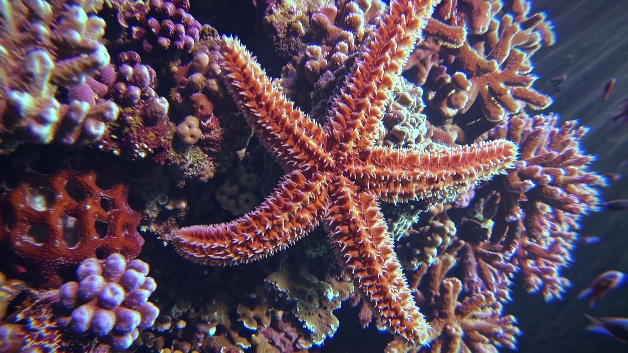 Stella marina arancione posata su una vivace barriera corallina
