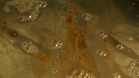 Litopenaeus-setiferus-or-whiteleg-shrimps-in-an-aerated-aquarium-at-the-fresh-seafood-market-in-Bangkok-Thailand