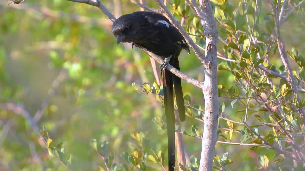 Black color bird with long tail jumps from tree branch on windy day