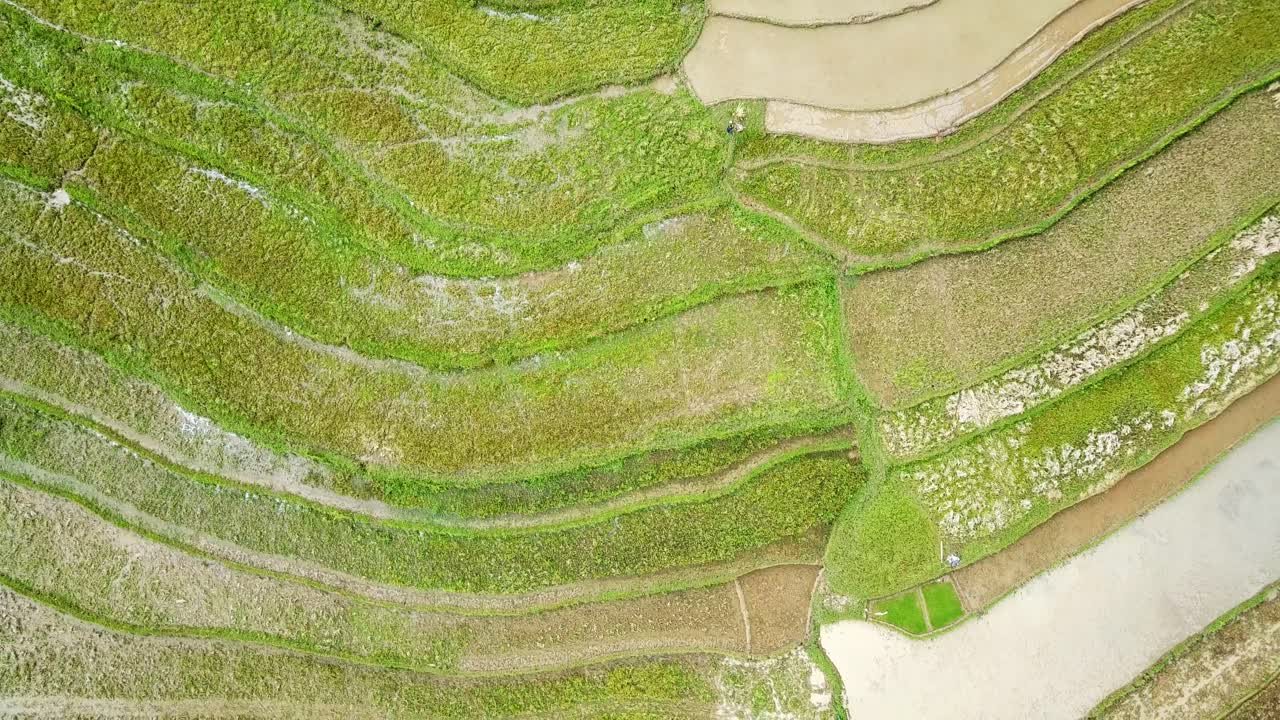 disparo a la cabeza aérea del campo de arroz tropical