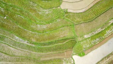 disparo a la cabeza aérea del campo de arroz tropical