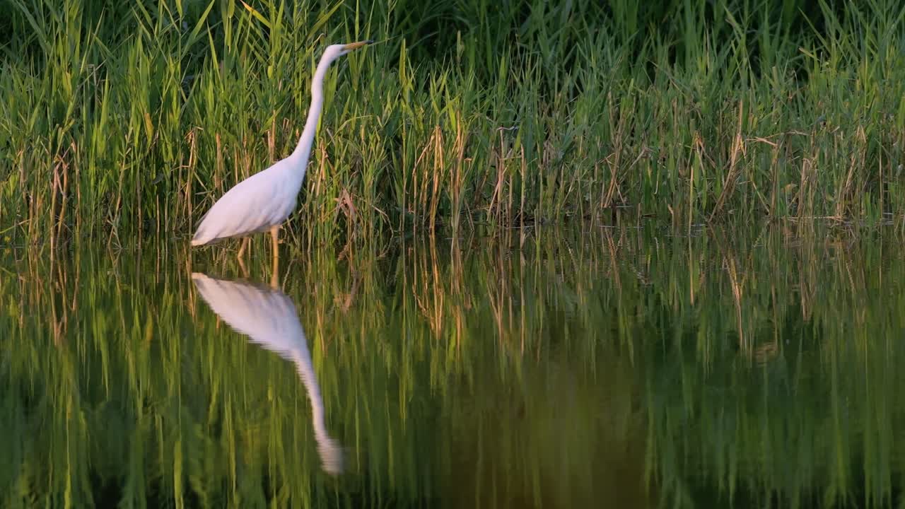 Heron Bird Foraging for Food at Dusk