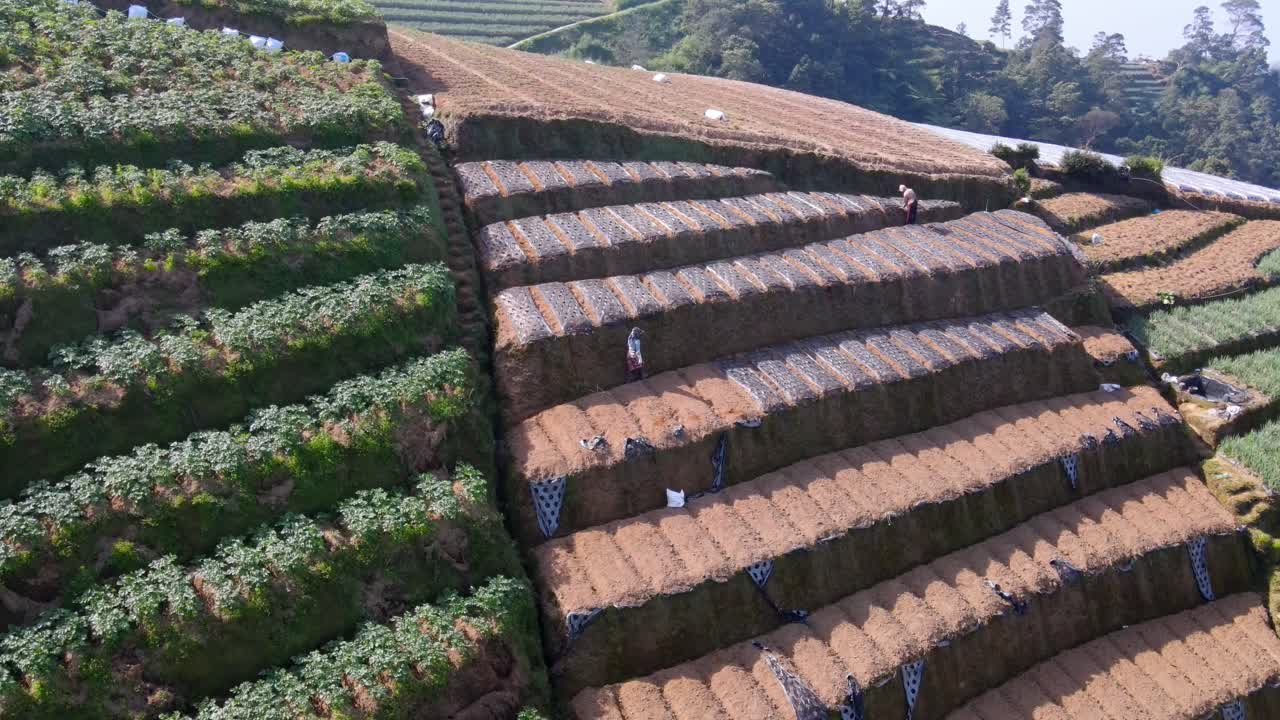 경사 에 농장 을 가꾸고 있는 농부 들 의 공중 사진