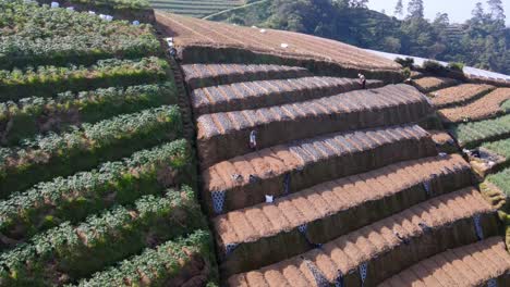 aerial view of farmers working plantation on slope