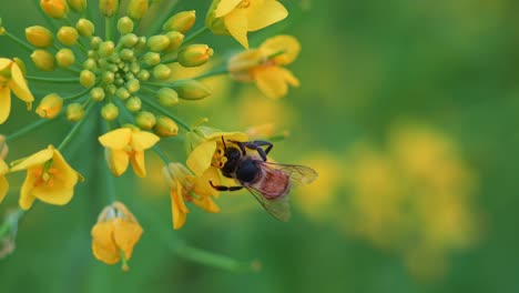 buzzing honey bee harvesting and pollinating the golden yellow rapeseed flowers from flower to flower, showcasing the beauty of nature, close up shot