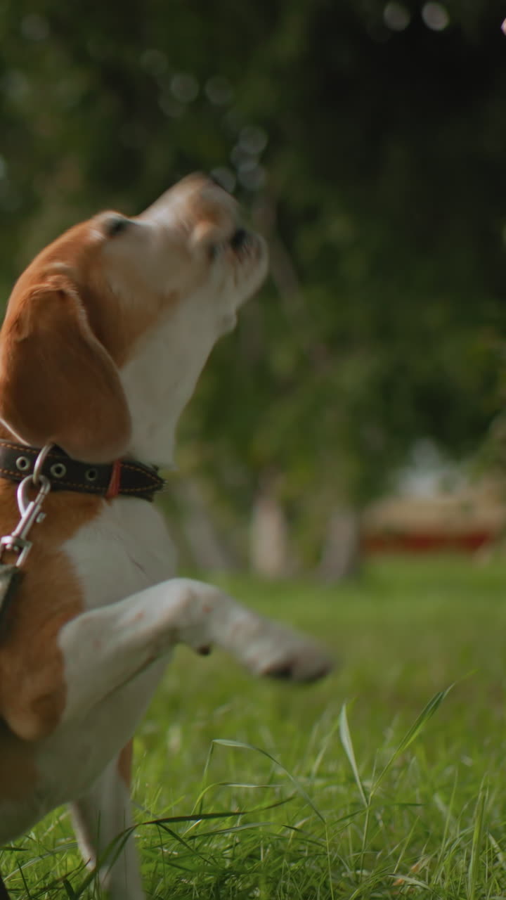 Donna asiatica che insegna a un beagle un trucco con la zampa, primo piano del cane che alza la zampa per stringere la mano, ricompensa con un dolcetto, espressione gioiosa, guinzaglio e collare visibili, parco soleggiato, interazione affettuosa, animale domestico