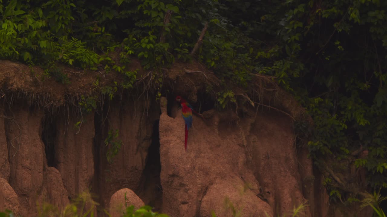 Scarlet Macaw lands on the chuncho clay lick joining its partner to enjoy the rich clay deposit