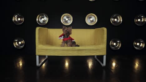 el lindo y obediente yorkshire terrier en traje de papá noel está sentado en el sofá amarillo y mirando a la cámara.