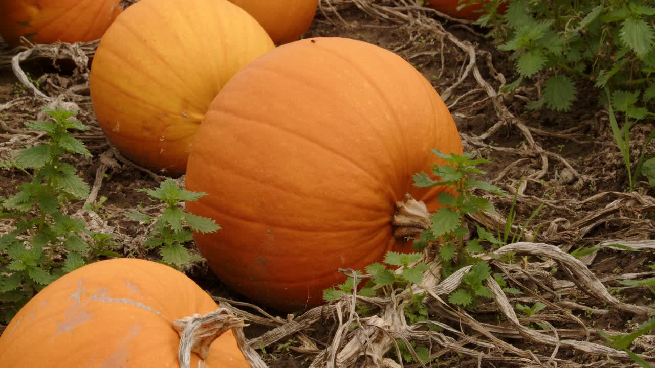 disparo medio de una calabaza amarilla que crece en un campo