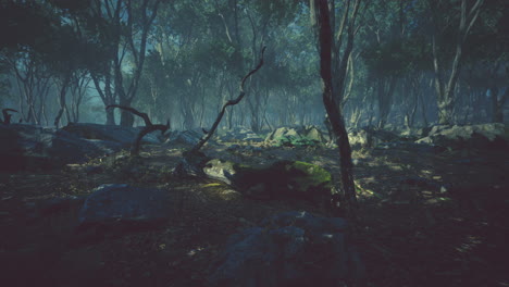 Mágico-Paisaje-Oscuro-Del-Bosque-Otoñal-Con-Rayos-De-Luz-Cálida