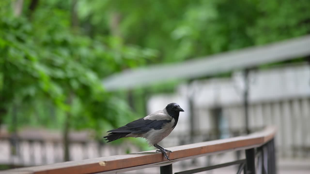 공원 의 울타리 에 서 있는 회색 까마귀