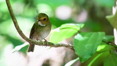 encaramado en una vid mirando hacia abajo luego vuela para atrapar a su presa, el mosquitero de garganta blanca anthipes monileger, tailandia
