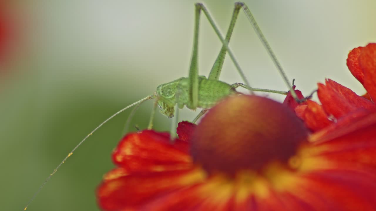 el saltamontes verde se sienta en la flor de helenio estornudo flor roja contra un fondo borroso