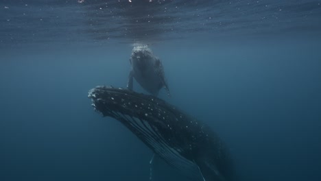 Humpback-Whales,-mother-and-calve-in-clear-water-relax-at-the-surface-around-the-Islands-of-Tahiti,-French-Polynesia