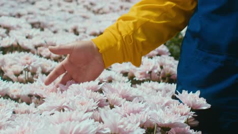 florist in uniform swiping her hand over pink flowers in a greenhouse