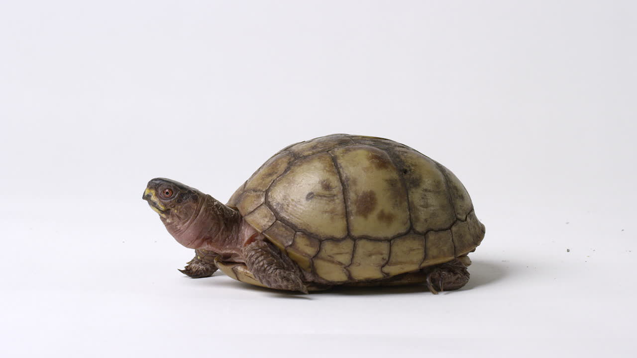 Common box turtle - side profile on white background