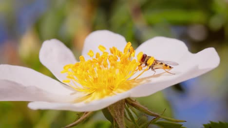 moscas hoverflies, moscas de flores o moscas syrphid, insectos de la familia syrphidae. se disfrazan de insectos peligrosos avispas y abejas. los adultos de muchas especies se alimentan principalmente de néctar y polen de flores.