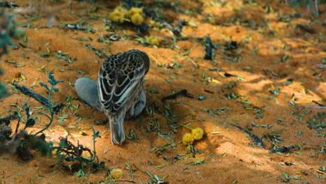 Siedelwebervogel-Auf-Der-Suche-Nach-Insekten,-Die-Unter-Einem-Kleinen-Stein-Versteckt-Sind