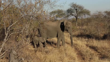 Static-shot-of-a-adult-elephant-standing-with-its-baby-elephant-on-a-dirt-track