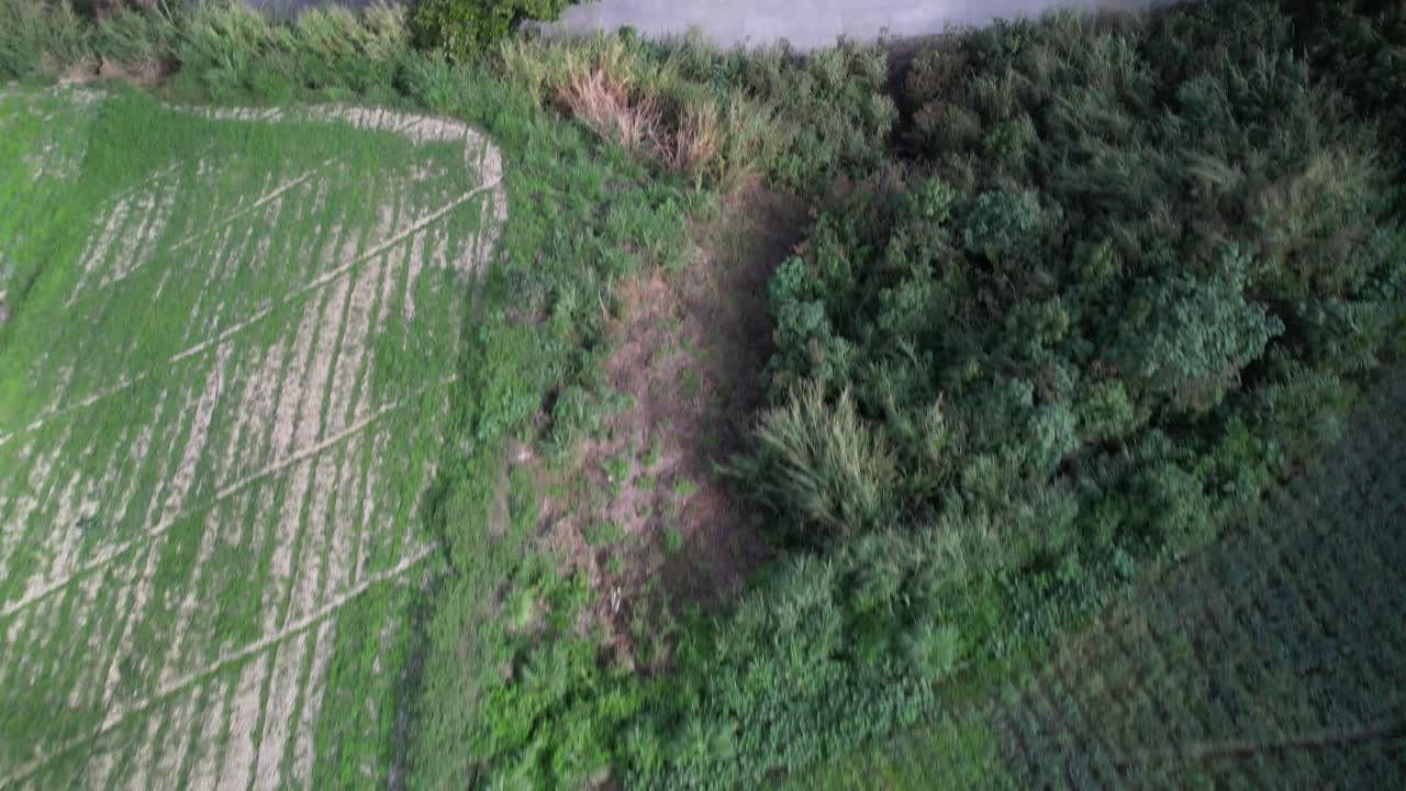 Cultivated terraced mountain landscape in junquito, venezuela , aerial view