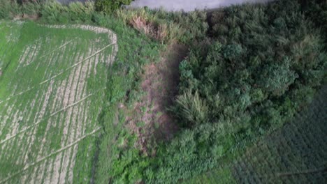cultivated terraced mountain landscape in junquito, venezuela , aerial view
