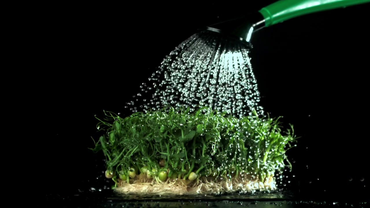 Innaffiare microgreens freschi di pisello verde con un annaffiatoio al rallentatore
