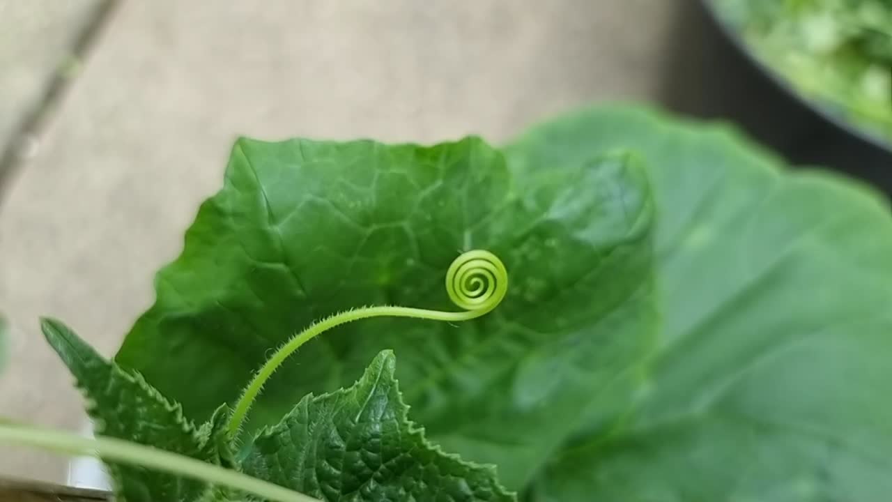 Close-up of a Spiral Tendril on a Young Plant