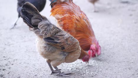 chickens feeding on the ground