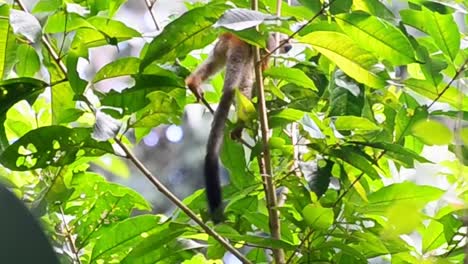 Joven-Mono-Ardilla-Trepando-Alegremente-A-Través-Del-Espeso-Bosque-Frondoso-En-Un-Día-Soleado