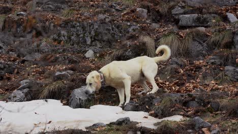 dog sniffing among the rocks of the mountain for traces of wild animals