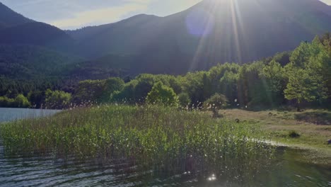 Aerial---Lake-plants-against-sunlight