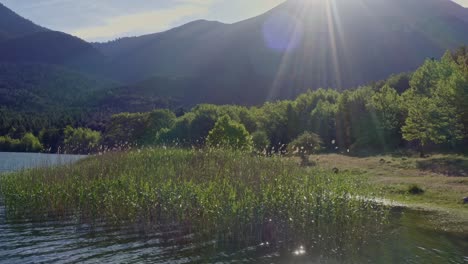 aerial - lake plants against sunlight