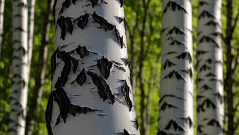 close-up of birch tree trunks with peeling bark, captured at eye level